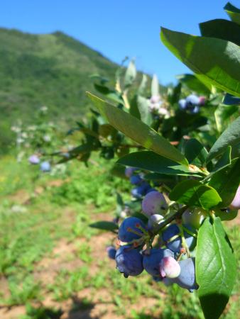  Solo frutta - Agricoltura Biologica L'Ostal 